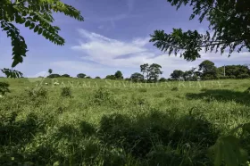 Eiendom land / skogbruk Pedasi  Panama