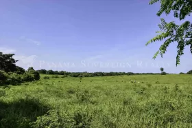 Eiendom land / skogbruk Pedasi  Panama