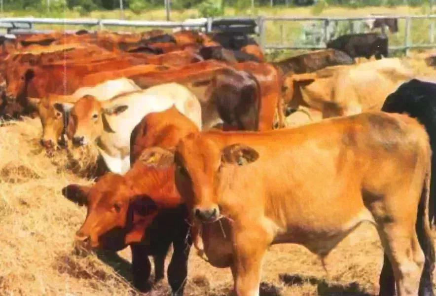 Ферма Асунсьон Продажа Парагвай | Paraguay Estancia Rinder 2