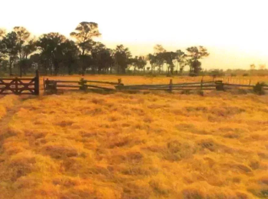 Paraguay Estancia Wiesen