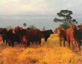 Farm Asunción Eladó Paraguay | Paraguay Estancia Rinder1