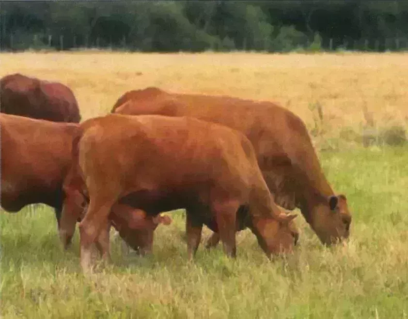 Ферма Асунсьон Продажа Парагвай | Paraguay Estancia Rinderfarm
