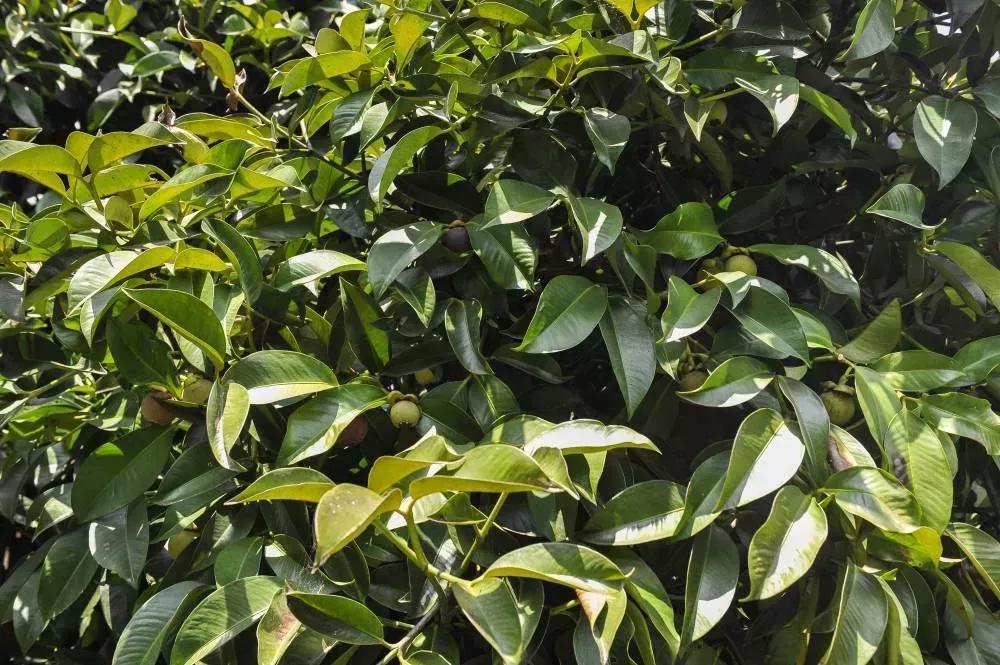 Brasilien Ertragreiche 17 ha Palmitofarm - Fazenda