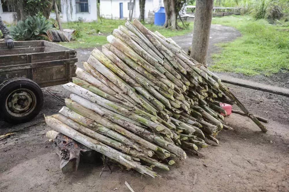Brasilien Ertragreiche 17 ha Palmitofarm - Fazenda