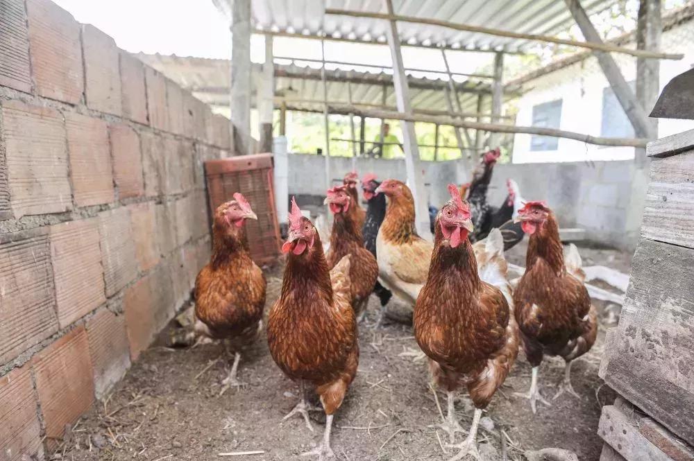 Brasilien Ertragreiche 17 ha Palmitofarm - Fazenda