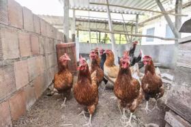 Ферма Кашуэйрас-де-Макаку Продажа Бразилия | Brasilien Ertragreiche 17 ha Palmitofarm - Fazenda