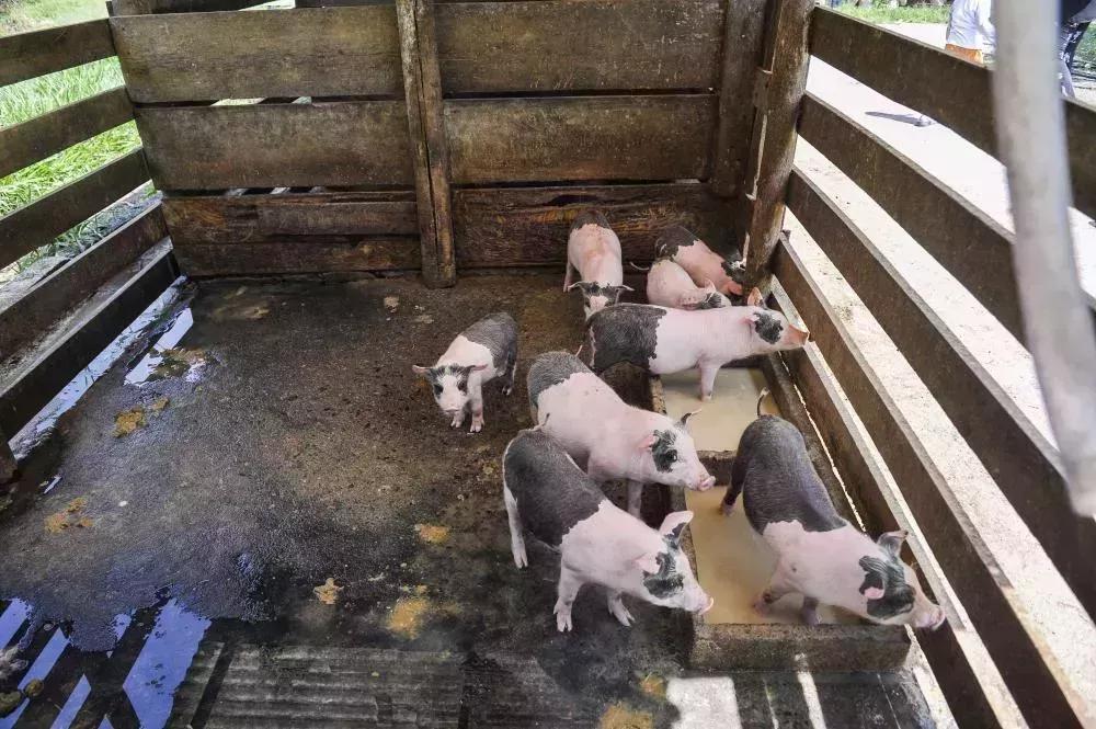 Brasilien Ertragreiche 17 ha Palmitofarm - Fazenda