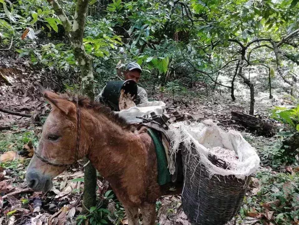 Bahia Ilheus Kakao Fazenda - Pferde