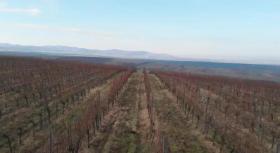 Viniculture Târnava for sale Romania | Farmkauf - Wein 115 ha in Rumänien
