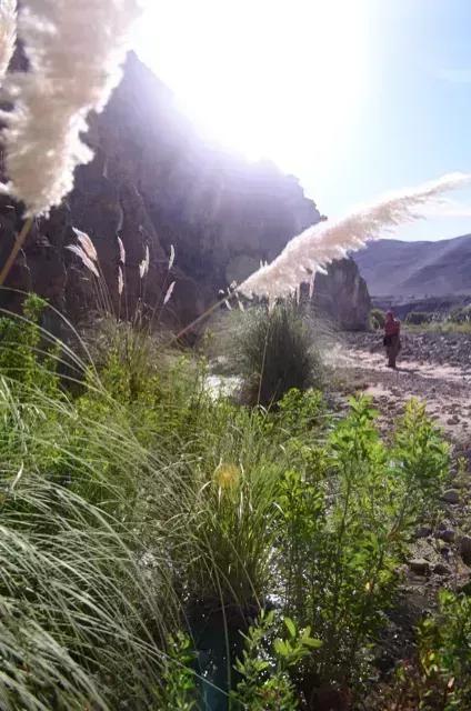 الأعمال التجارية الزراعية Huara  شيلي | Chile 220 ha Fundo zu verkaufen