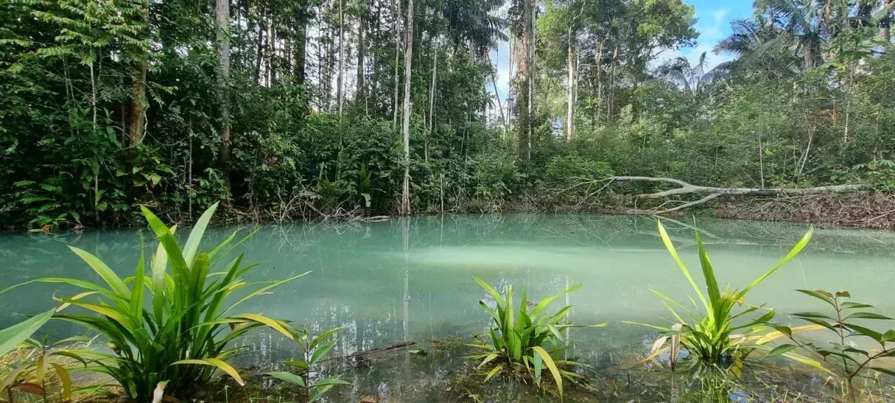 Landwirtschaftliche Betriebe Präsident Figueiredo Zu verkaufen Brasilien | Presidente Figueiredo Teich