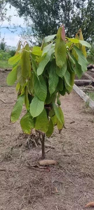 Landwirtschaftliche Betriebe Präsident Figueiredo Zu verkaufen Brasilien | Presidente Figueiredo Plantage