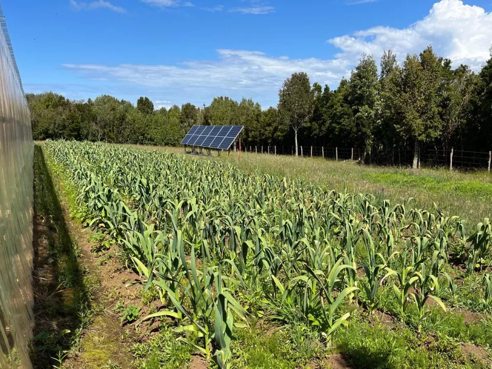 finca Quemchi Προς πώληση Χιλή | Quemchi Farm Plantage