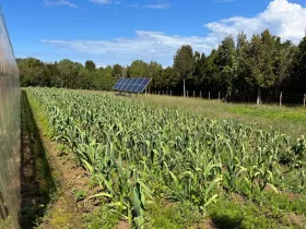 Finca Quemchi  Chile | Quemchi Farm Plantage