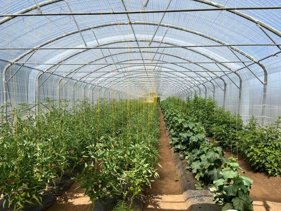 finca Quemchi Προς πώληση Χιλή | Quemchi Farm Gewächshaus