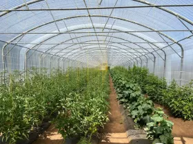 Finca Quemchi  Chile | Quemchi Farm Gewächshaus