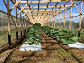 Finca Quemchi  Chile | Quemchi Farm Gewächshaus