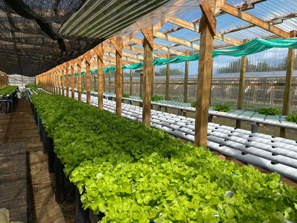 finca Quemchi Προς πώληση Χιλή | Quemchi Farm Gewächshaus