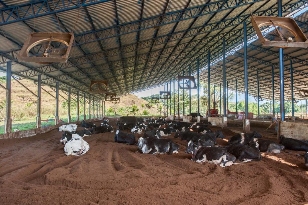 Viehwirtschaft Cachoeiras de Macacu zu kaufen Brasilien | Landwirtschaft mit Milchkühen in Brasilien