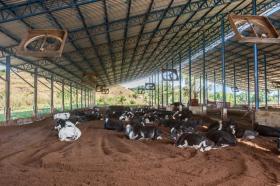Viehwirtschaft Cachoeiras de Macacu zu kaufen Brasilien | Landwirtschaft mit Milchkühen in Brasilien