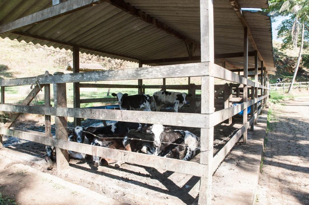 Viehwirtschaft Cachoeiras de Macacu zu kaufen Brasilien | Milchwirtschaft in Brasilien zu verkaufen