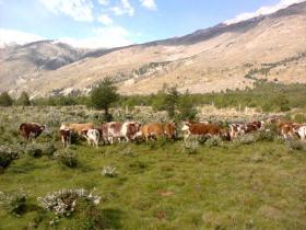 лес Рио Ибаньес Продажа Чили | Grundstück Chile/Patagonien zu verkaufen