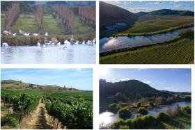 Виноградарство Йербас Буэнас Продажа Чили | Weingut mit Kelterei in Chile zu verkaufen