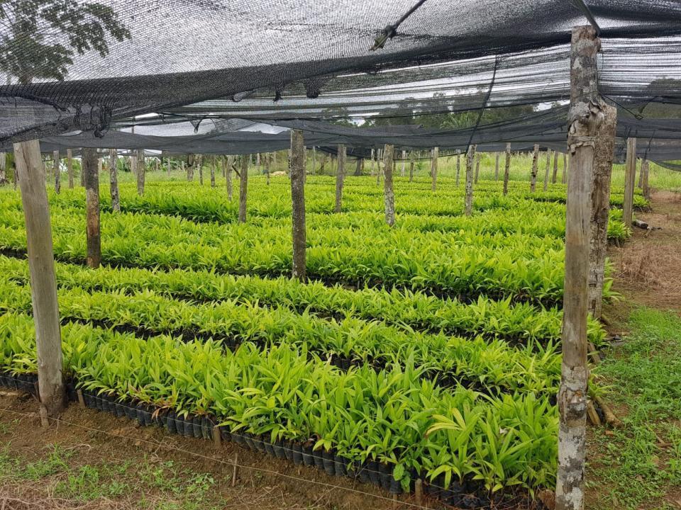 Granja / rancho Praia do Ramo En venta Brasil | Farm in Bahia zu verkaufen
