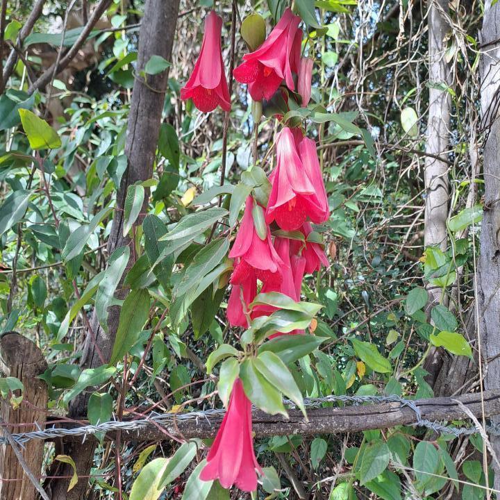 Chile Anwesen zu verkaufen