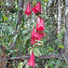 Gård / ranch Loncoche Til salgs Chile | Chile Anwesen zu verkaufen