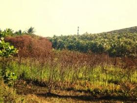 building ground Barra do Itariri for sale Brazil | Bahia Barra do Itariri 15,98 ha Grundstück