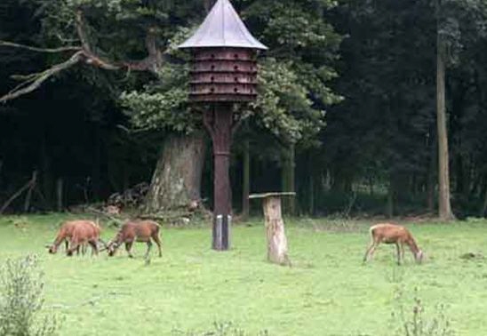 wildgehege