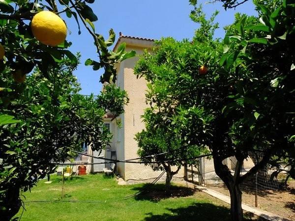 Casa Kyparissia Vendita Grecia | Zitrusbäume hinterm Haus