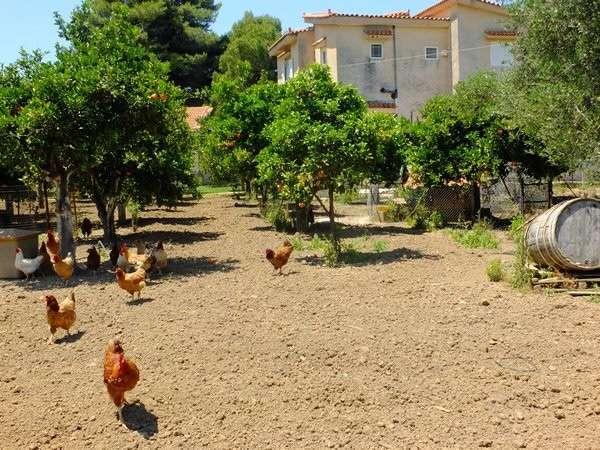 Casa Kyparissia Vendita Grecia | Im Reich der Hühner