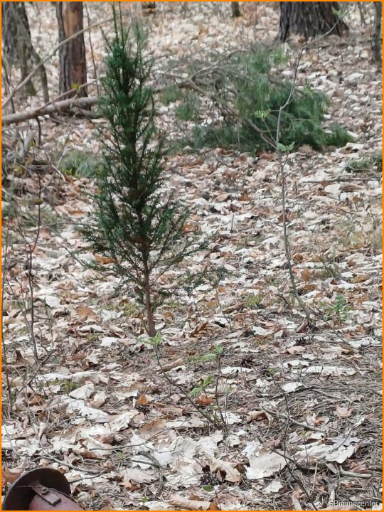 kl Baum