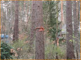 Villa Beelitz zu kaufen Deutschland | Platz für Hängematte