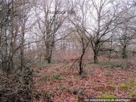 1 - 土地 農業/林業 抵当流れ で ゲーラート-ヴェスターヴァルトクライス, ドイツ 1 - 土地 農業/林業 抵当流れ で ゲーラート-ヴェスターヴァルトクライス, ドイツ