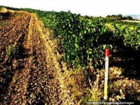 Grundstücke Zwangsversteigerungen in Bingen am Rhein, Deutschland