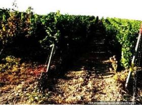 1 - Property land/forestry Foreclosures in Bingen am Rhein, Germany 1 - Property land/forestry Foreclosures in Bingen am Rhein, Germany