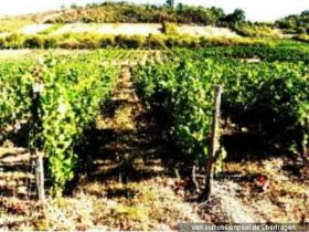 Eiendom land / skogbruk Tvangsauksjon i Bingen am Rhein, Tyskland