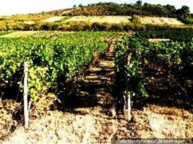 Eiendom land / skogbruk Tvangsauksjon i Bingen am Rhein, Tyskland