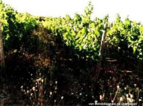 Eiendom land / skogbruk Tvangsauksjon i Bingen am Rhein, Tyskland