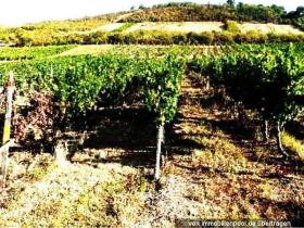 Property land/forestry Foreclosure Auction in Bingen am Rhein, Germany