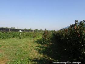 Property land/forestry Foreclosure Auction in Oberkirch-Bottenau, Germany