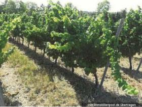 Property land/forestry Foreclosure Auction in Bingen am Rhein, Germany Property land/forestry Foreclosure Auction in Bingen am Rhein, Germany