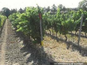 Property land/forestry Foreclosure Auction in Bingen am Rhein, Germany Property land/forestry Foreclosure Auction in Bingen am Rhein, Germany