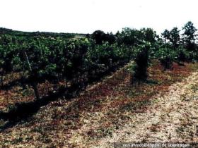 Property land/forestry Foreclosure Auction in Bingen am Rhein, Germany Property land/forestry Foreclosure Auction in Bingen am Rhein, Germany