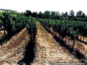 Property land/forestry Foreclosure Auction in Bingen am Rhein, Germany Property land/forestry Foreclosure Auction in Bingen am Rhein, Germany